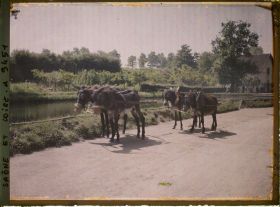 Image représentant Attelage d'ânes de halage