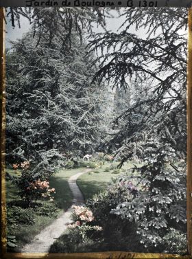Image représentant Cèdres et azalées au bord du chemin qui serpente vers l'ouest près du marais de la forêt bleue