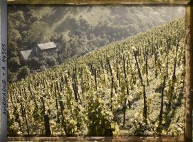 Image représentant Allemagne, Oberwesel, Vignes