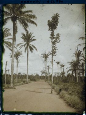 Image représentant Ligne télégraphique suspendue aux arbres le long de la route d'Adjohoun