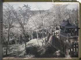 Image représentant Cerisiers en fleurs et petit sanctuaire shinto