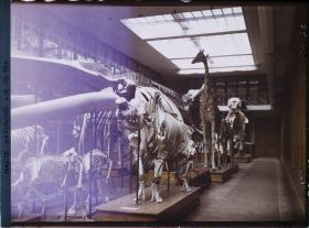 Image représentant Une des salles du museum d'histoire naturelle