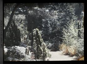 Image représentant Ensemble de conifères et bambous bordant une allée proche de la villa Kahn