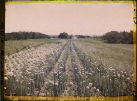 Image représentant Ile de France, Corneilles en Parisis , Champ de poireaux à graines