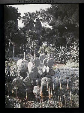 Image représentant Ensemble de plantes crassulescentes et autres végétaux exotiques, en lisière de pinède, vue prise à 10 h