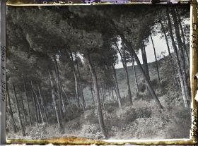 Image représentant Sous-bois de pins maritimes sur les pentes du djebel Gouraya