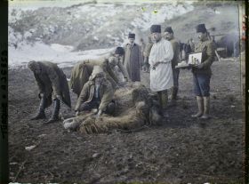 Image représentant Turquie, Karakeui, Un vétérinaire opérant un Chameau