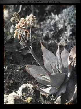 Image représentant le Jardin fleur d'agave