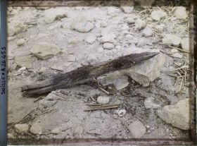 Image représentant Site palafittique préhistorique des Alpes, pieux en bois visibles lors de la baisse des eaux après la grande sécheresse de 1921