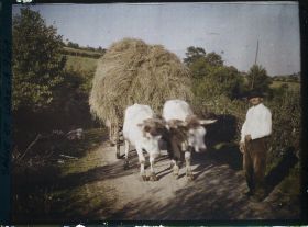 Image représentant Galvacher morvandeau guidant une charette tractée par des charolaises