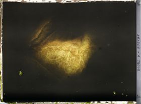 Image représentant La grotte des Trois-Frères : le cheval