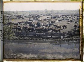 Image représentant Canada, Calgary, Stockyards - Parc à Bétail