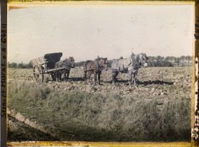 Image représentant Seine et Marne, Guermantes, Attelage de 3 Chevaux pour l'enlèvement des betteraves