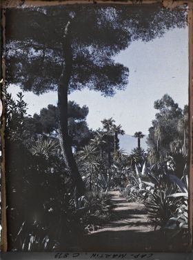 Image représentant Une allée du jardin, bordée de plantes exotiques, vue en direction de l'ouest