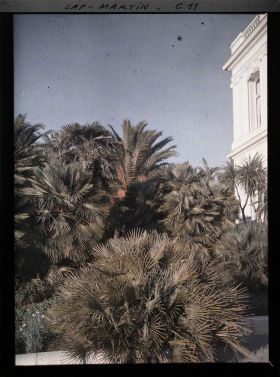 Image représentant Massif de palmiers sur le côté ouest de la villa Kahn, dite villa Zamir