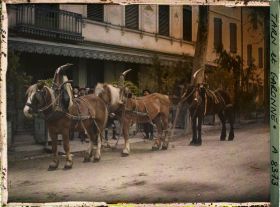 Image représentant Trois chevaux avec leurs colliers
