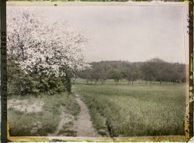 Image représentant Seine et Oise, St Nom la Bretèche, Champ de blé et pommier en fleurs