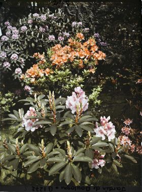Image représentant Rhododendrons et azalées