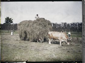 Image représentant Vieux Thann, le foin derrière un camouflage près des lignes