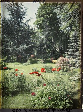 Image représentant coquelicots près du marais