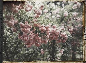 Image représentant Inflorescence de roses ornant le rond-point du verger-roseraie, non loin du jardin français