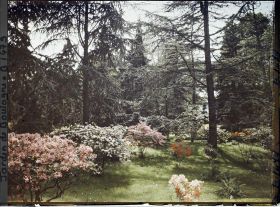 Image représentant Azalées et rhodos près de la forêt bleue