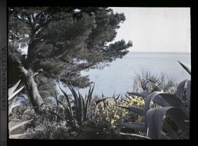 Image représentant Genêt en fleurs entre deux agaves et autres plantes exotiques dominant la mer
