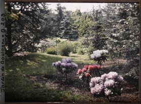 Image représentant Buissons d'azalées près du marais