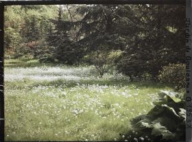 Image représentant Prairie fleurie située au sud-est du marais, vue en direction du nord