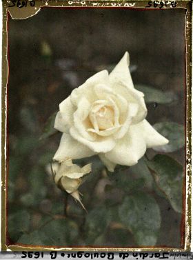 Image représentant Rose blanche