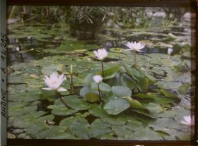 Image représentant Parc de la Tête d'Or