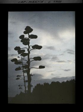 Image représentant Plante en contrejour