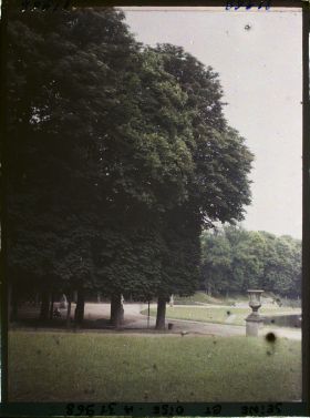 Image représentant Marronniers en fleurs aux abords de la Grande Gerbe, dans le parc