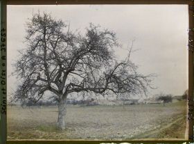 Image représentant France, Les Clayes, Un Pommier