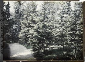 Image représentant La forêt dorée