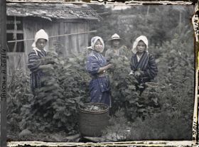 Image représentant La cueillette des feuilles de mûrier