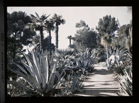 Image représentant le jardin allée des agaves