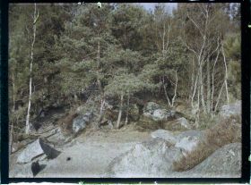 Image représentant France, Fontainebleau, Forêt de Fontainebleau