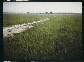 Image représentant France, Champs de blé situé entre la Voie ferrée (Trappes) et le Domaine de Manet