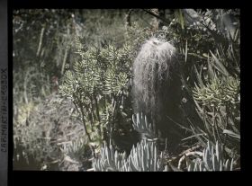 Image représentant Cactus à soies blanches (cephalocereus ?), entouré de plantes crassulescentes