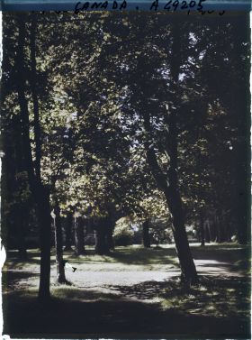 Image représentant Canada, Victoria, Beaconhill parc, autre vue sous bois