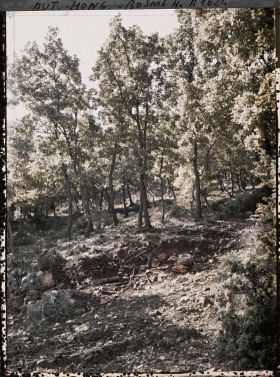 Image représentant Chênes de la forêt primitive