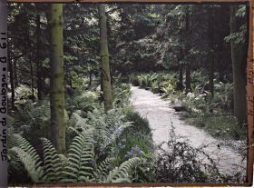 Image représentant La forêt vosgienne