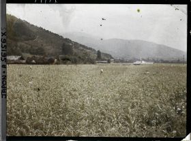 Image représentant Rizière