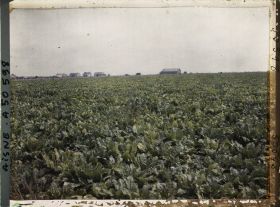 Image représentant France, Laffaux, Vue vers le Village et Champ de Betteraves