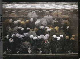 Image représentant Exposition de chrysanthèmes
