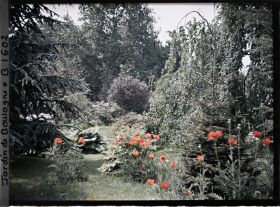 Image représentant pavots dans la forêt bleue