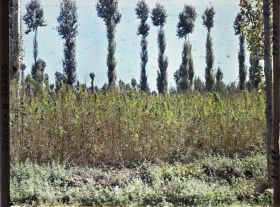 Image représentant Culture du chanvre