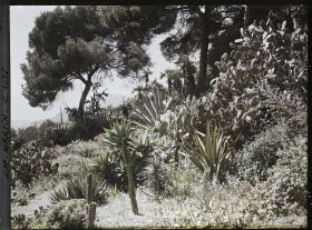 Image représentant Le Jardin. figuiers de Barbarie, vers Monaco