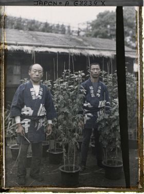 Image représentant jardiniers ou pépiniéristes et chrysanthèmes